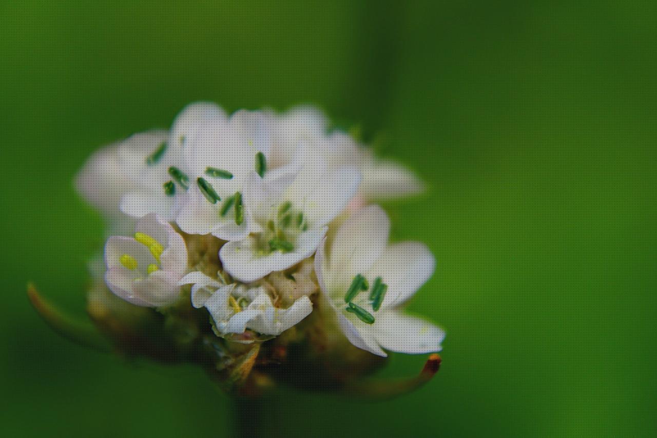 Las mejores marcas de armeria pistola aire comprimido armeria la escopeta negra