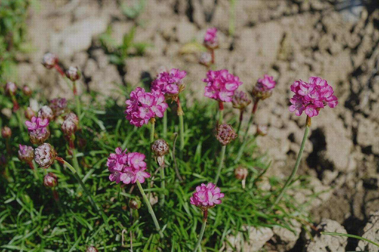 Review de armeria la escopeta negra