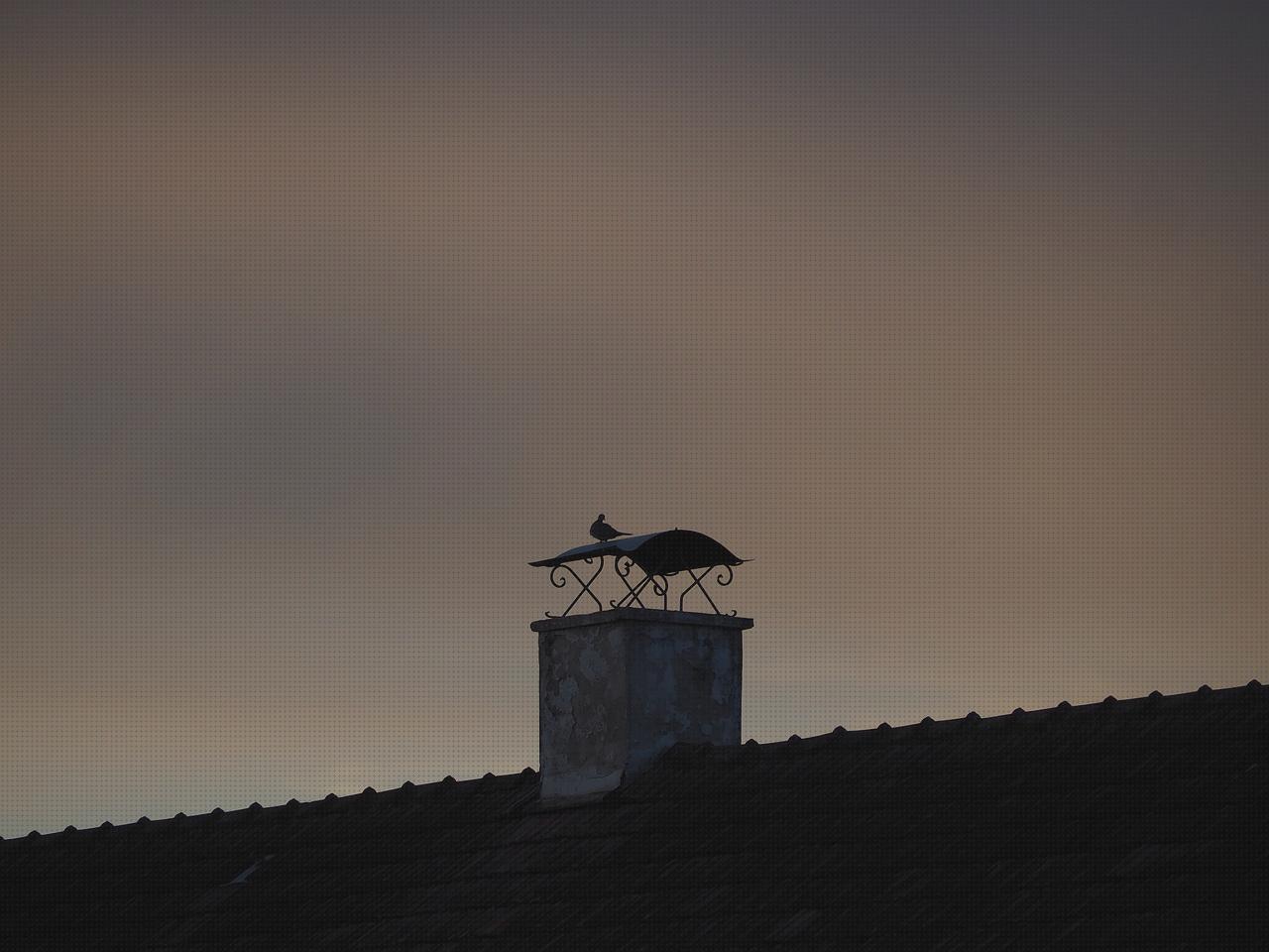 Análisis de las 14 mejores trampas palomas bajo análisis